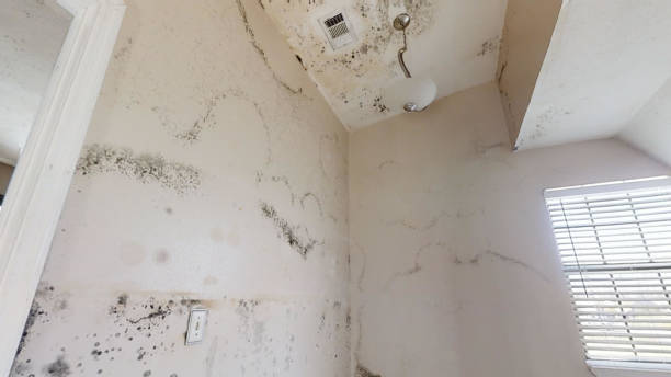 Best Water Damage & Mold Remediation  in Montgomery, MN