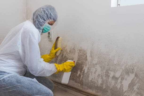 Best Mold Remediation for Healthcare Facilities  in Montgomery, MN
