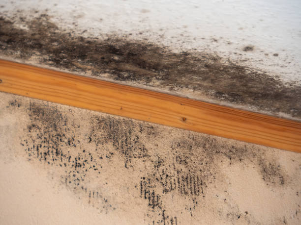 Best Emergency Mold Remediation  in Montgomery, MN