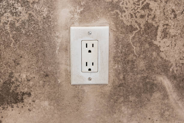 Best Industrial Mold Remediation  in Montgomery, MN