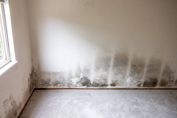 Best Biohazard Mold Removal  in Montgomery, MN